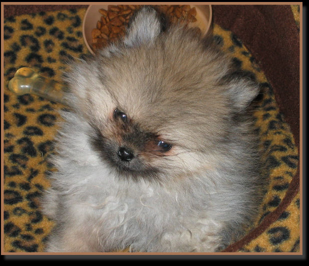 SiuLong Pomeranian Puppies