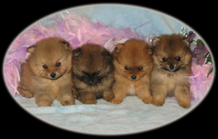 SiuLong Pomeranian Puppies