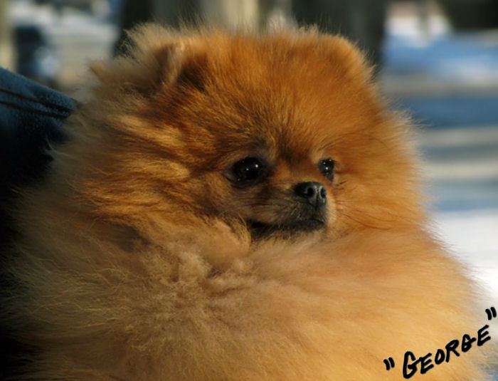 Pomeranian Forsale