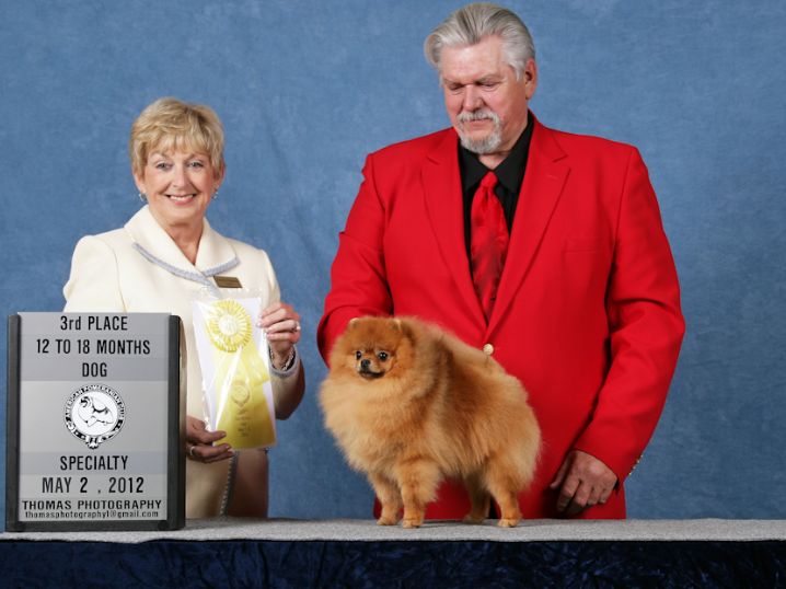 pomeranian club of america siulong pomeranians pomeranian club of america siulong pomeranians