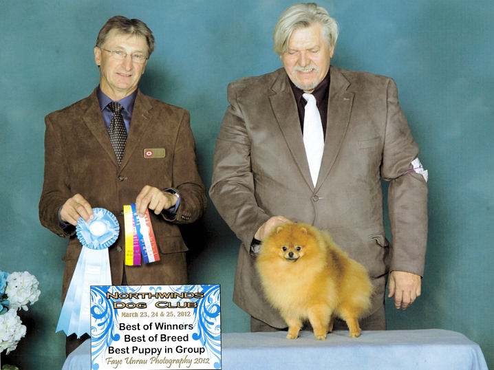 pomeranian club of america siulong pomeranians pomeranian club of america siulong pomeranians